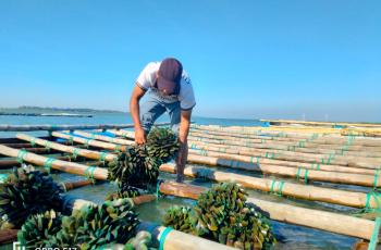 Harvested green mussel at IMTA research site at Moheskhali channel